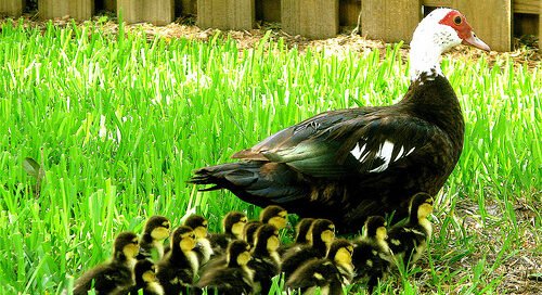 Cuento Patito Feo y sus crianzas