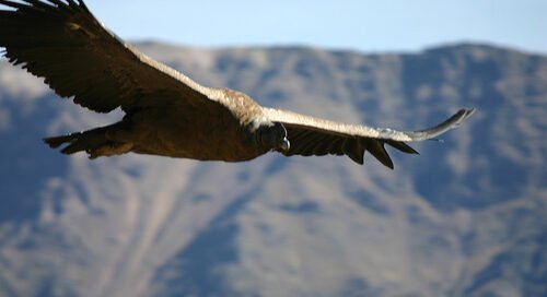 El Cóndor Que Quería Ser Senador