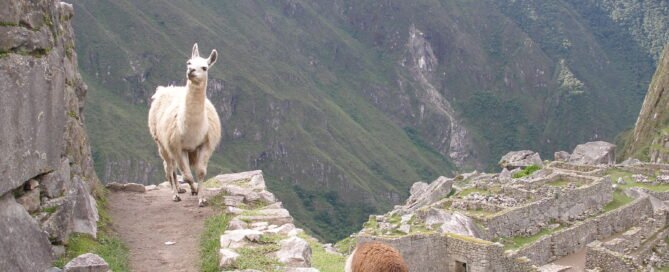 dos alpacas en machu pichu