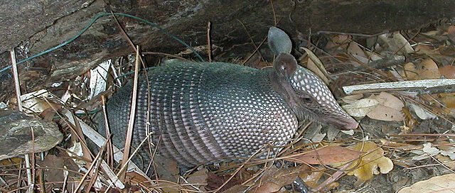 cuento el ñandú y el armadillo