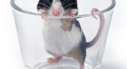 cuentos cortos infantiles julito y su mascota meloso