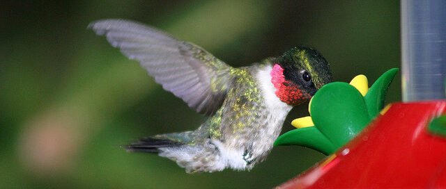 Cuento Corto La Abeja y El Picaflor