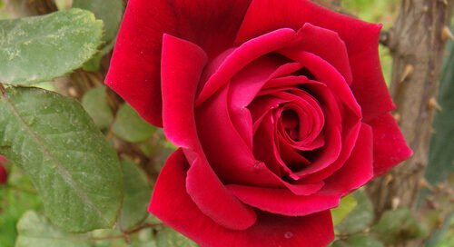 cuentos cortos para niños a_dona_viviana_le_hablaron_las_rosas