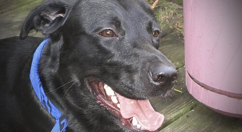 Los Perros También Lloran