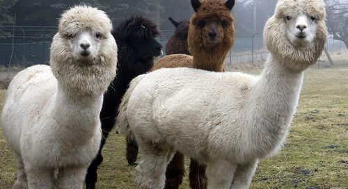 cuentos infantiles el año que santa claus viajo con alpacas