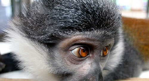 cuentos infantiles el chimpance volador