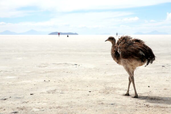 cuento infantil el condor y el nandu