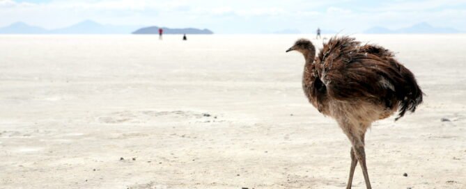 cuento infantil el condor y el nandu