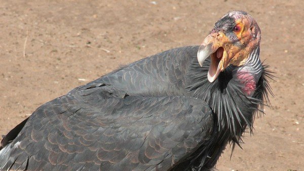 cuento para ninos el condor y el pajaro carpintero andino