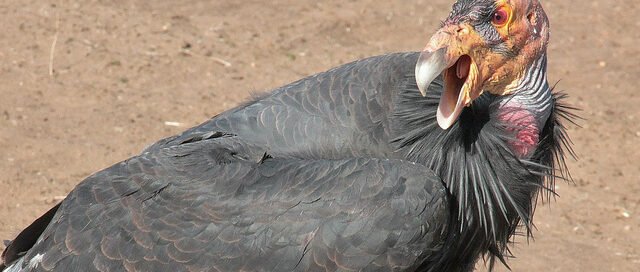 cuento para ninos el condor y el pajaro carpintero andino