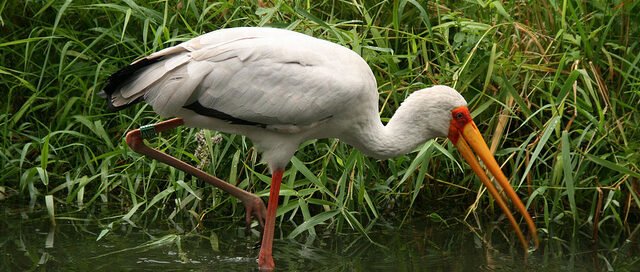 La Pantera y El Ave Ibis