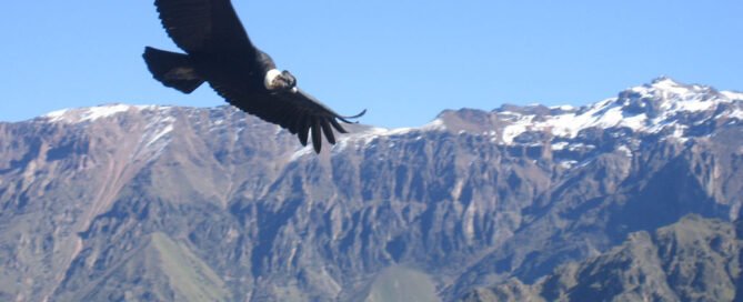 cuentos infantiles zarco