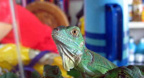 cuentos para niños cortos La Iguana De Yauco