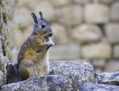 El Avestruz y La Viscacha