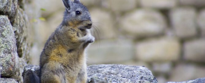 una viscacha