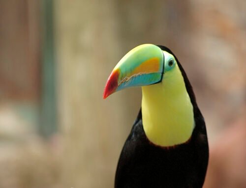 El Tucán y La Nutria