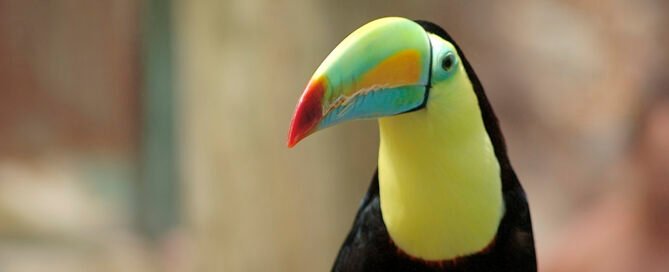 el tucan y la nutria