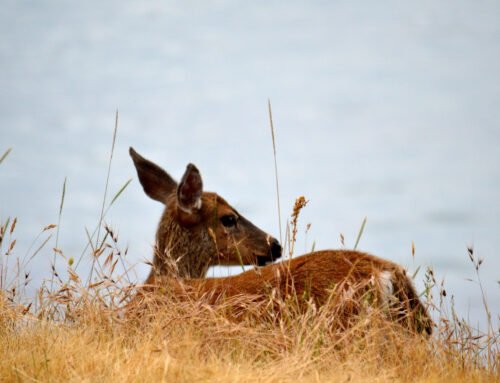 El Venado y La Iguana