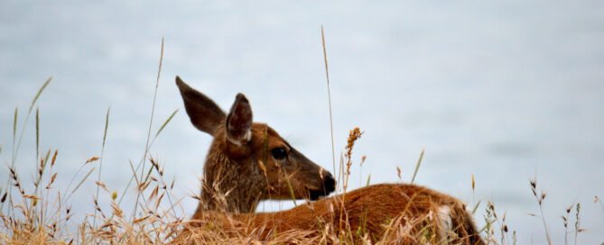 venado sentado en la pradera