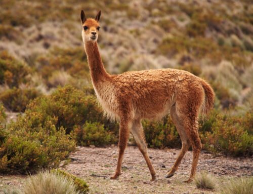 La Vicuña y La Lechuza