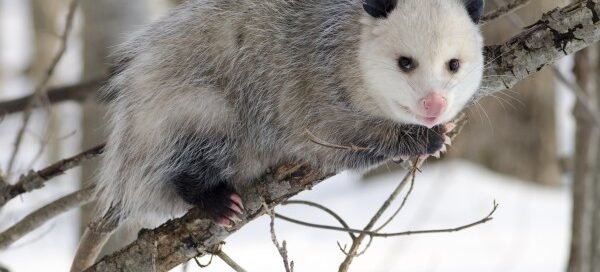 mas cuentos infantiles La Zariguena Y Sus Pollitos