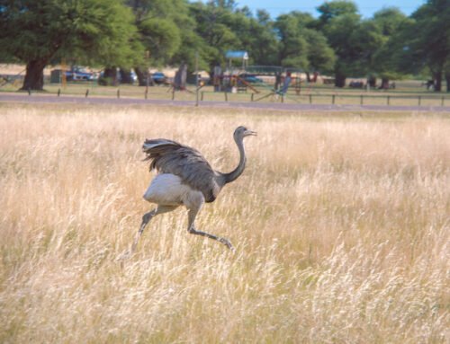 El Guacamayo, El Ñandú y La Bruja