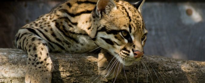 ocelote en un arbol