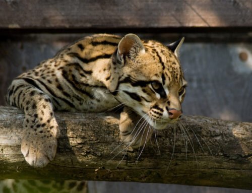 El Ocelote, La Hormiga y La Araña