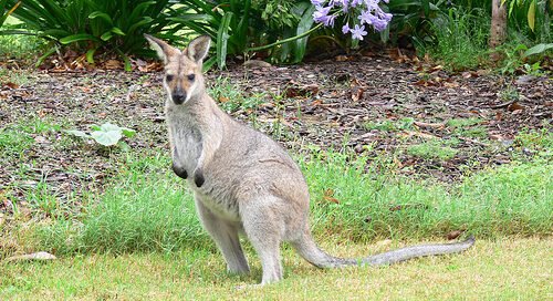 ver cuentos infantiles david el canguro